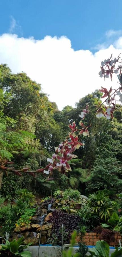 Highlanders Garden Guesthouse At Arundina Cameron Highlands Exterior photo